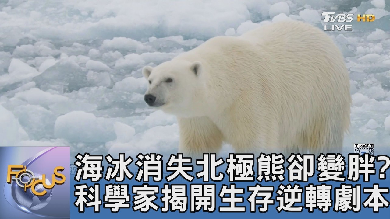 海冰消失北極熊卻變胖? 科學家揭開生存逆轉劇本｜FOCUS午間新聞 20260210 @tvbsfocus