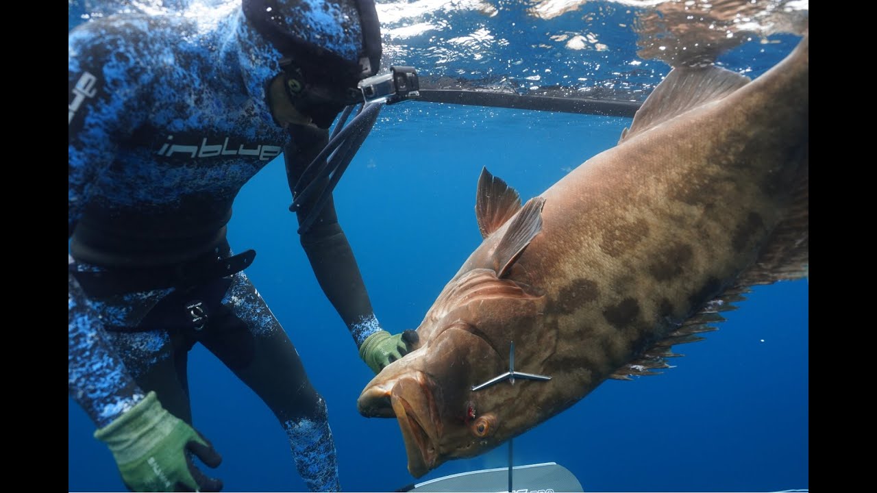 Spearfishing in grouperland, Mexico Baja California