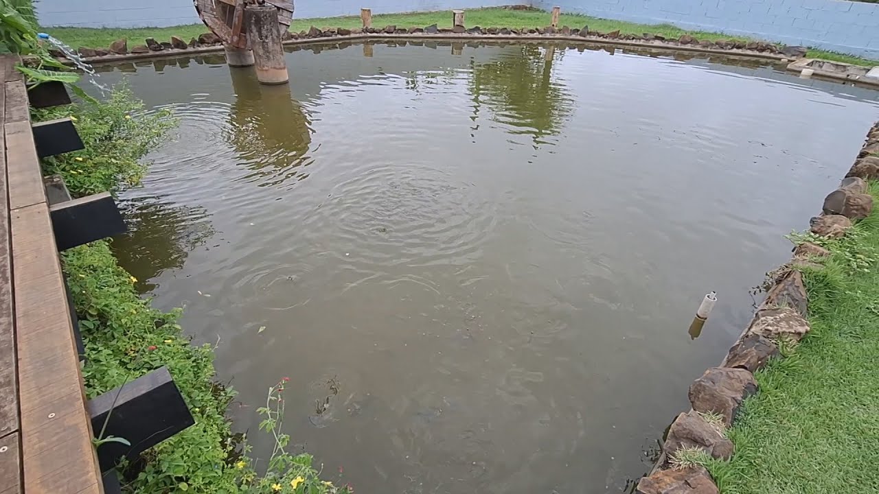 VAMOS TRATAR DOS BRUTOS canal saalada