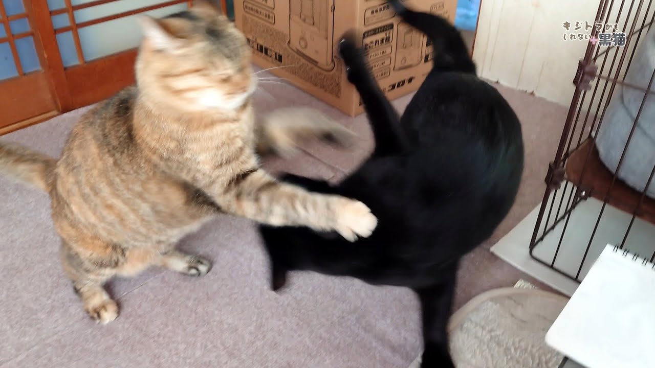 年齢差6歳の猫達の日常（つまり毎日なのである）