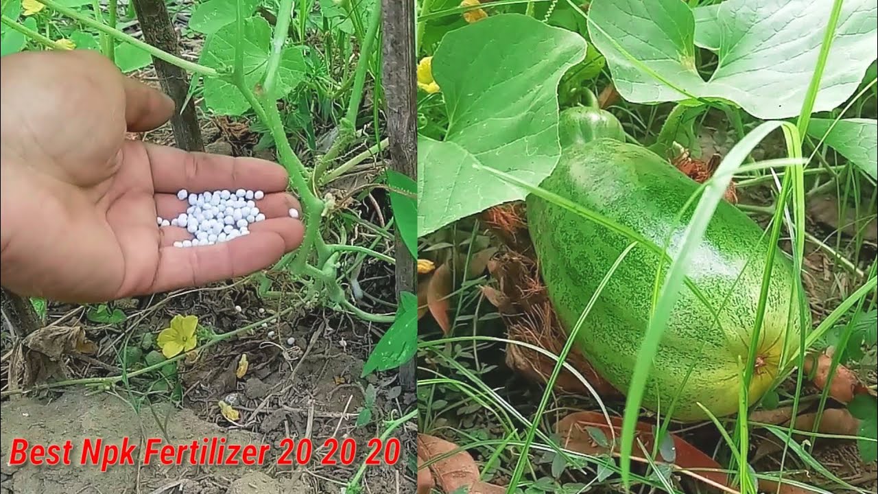 Amazing best fertilizer npk 20 20 20 for all plants Part 13