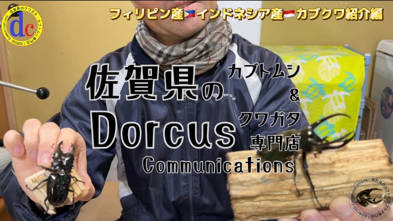必見‼︎ フィリピン産&インドネシア産 カブトムシ&クワガタ‼︎