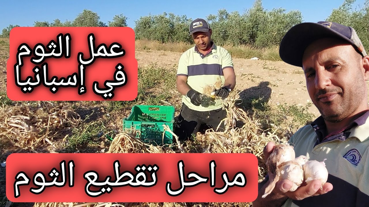 كيفية  العمل الثوم في إسبانيا /الموسم الثاني#كيفية_عمل_الثوم