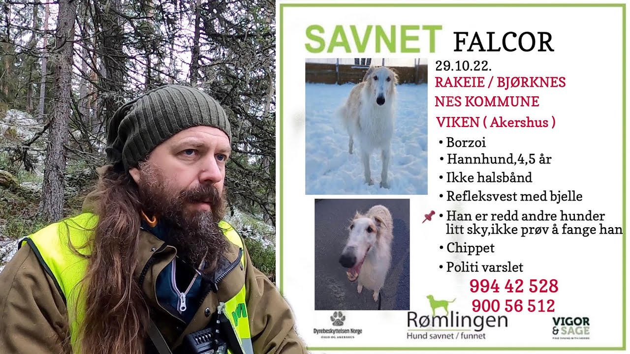 Searching For a Lost Dog - Part II
