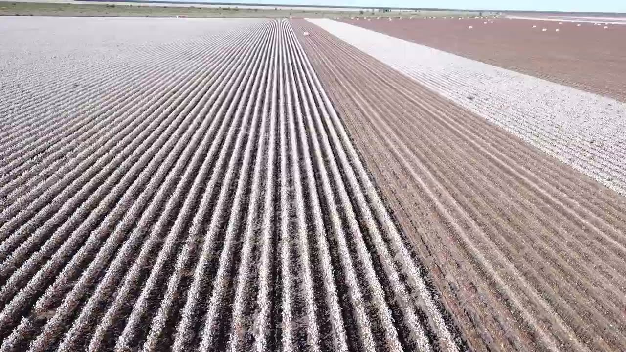 Cotton fields near Moree | Drone Footage [4K]