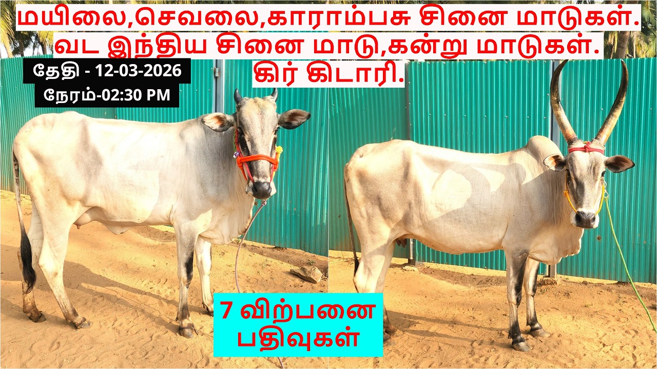 7-விற்பனை பதிவுகள்.மயிலை,செவலை,காராம்பசு சினை மாடுகள்.வட இந்திய சினை மாடு,கன்று மாடுகள்.கிர் கிடாரி.