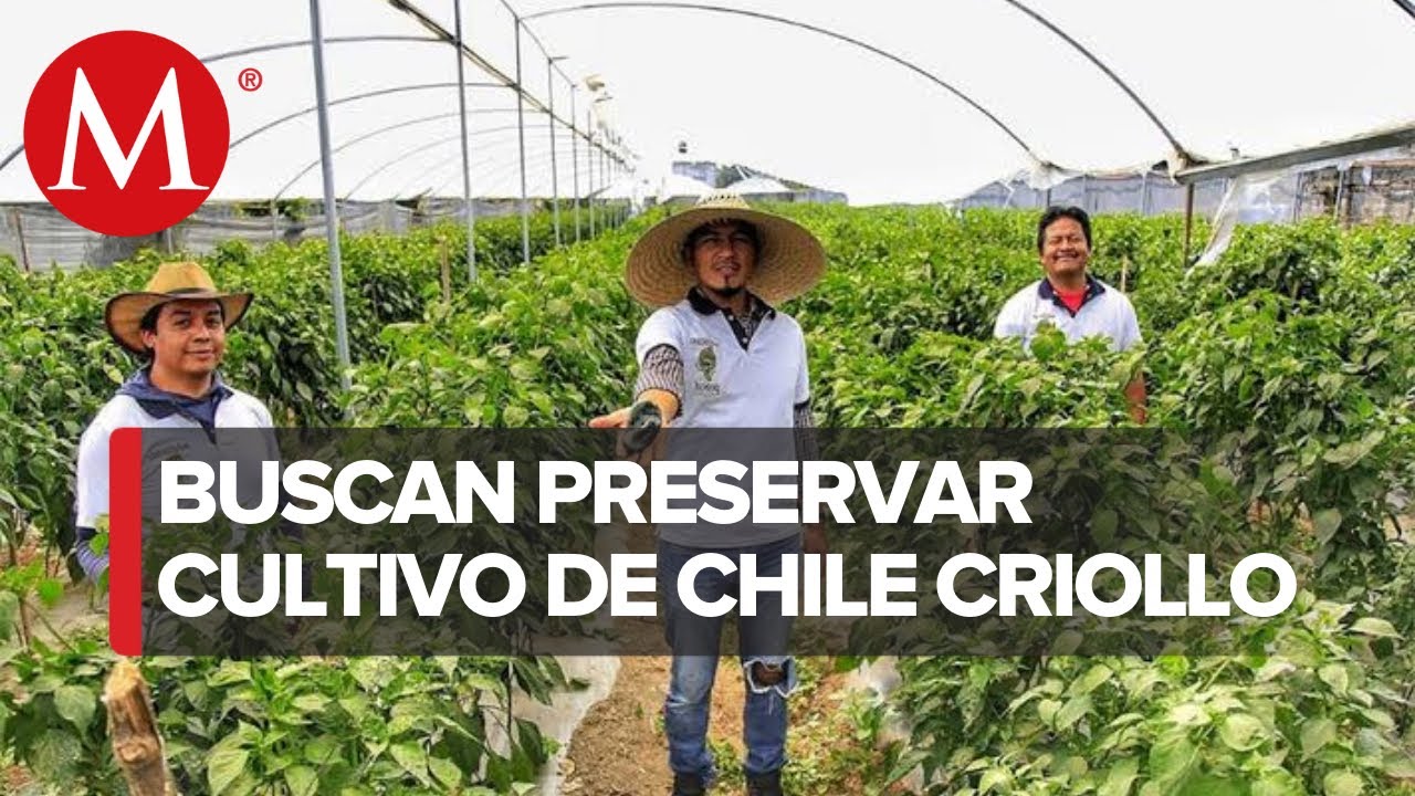 Producción de chile criollo es golpeada por la pandemia