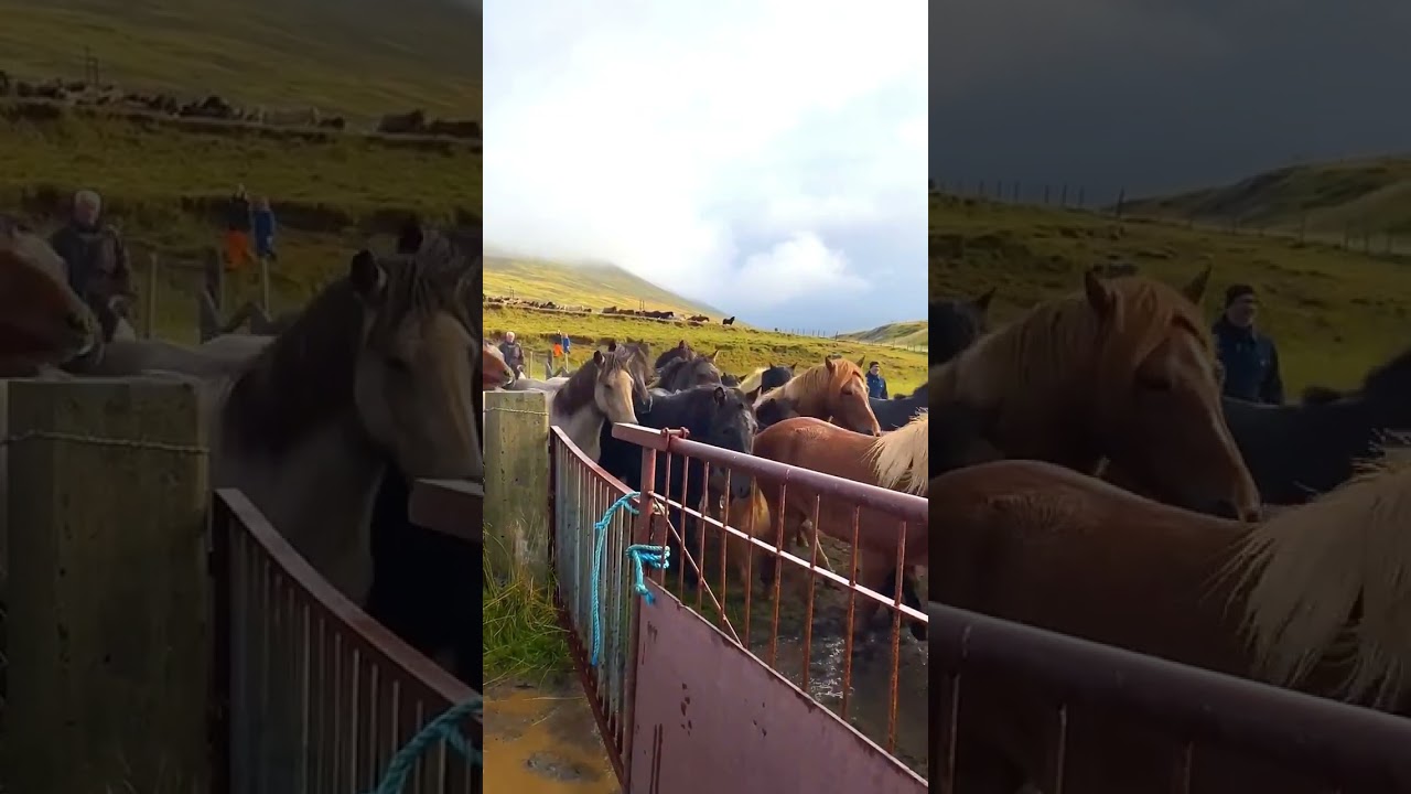 So Many Horses ! 🇮🇸
