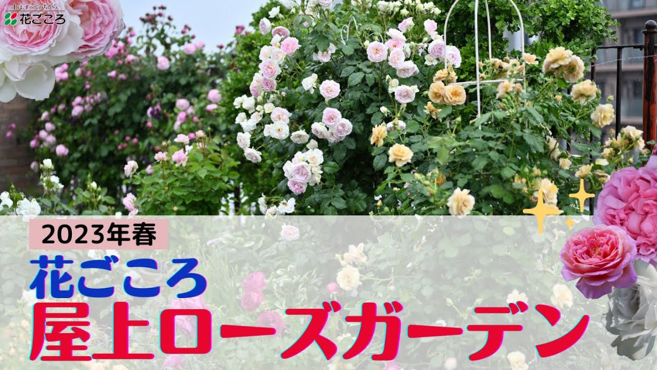 【バラ】花ごころローズガーデンの様子【2023.5.9】