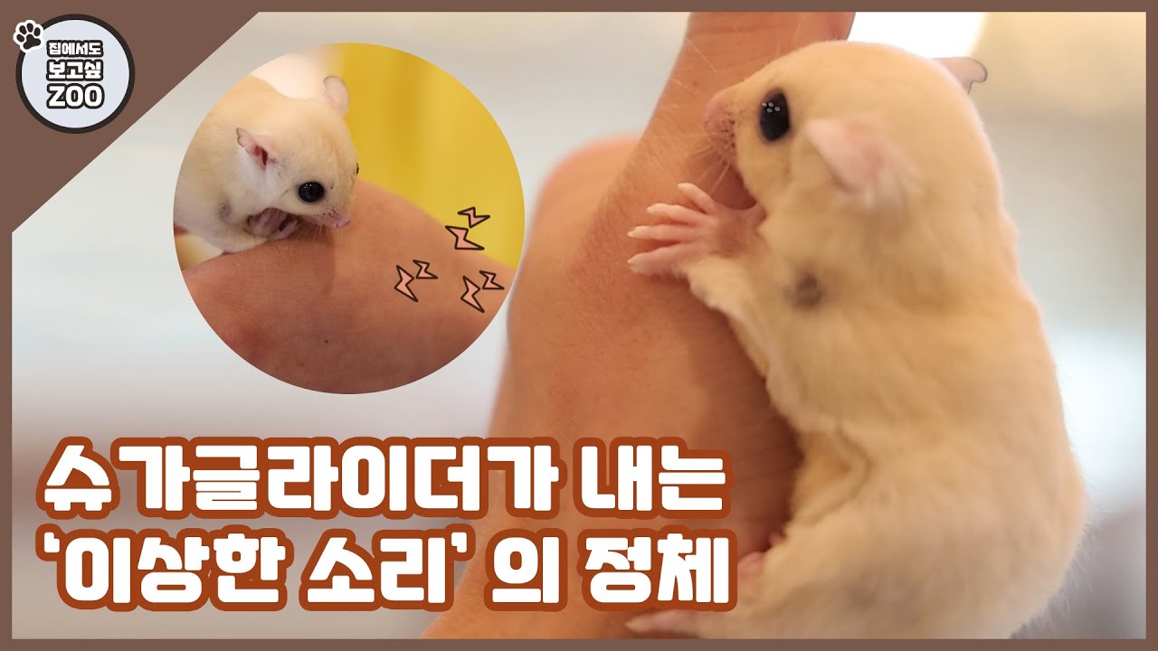 슈가 글라이더가 내는 '이상한 소리'의 정체 [집에서도 보고싶ZOO]