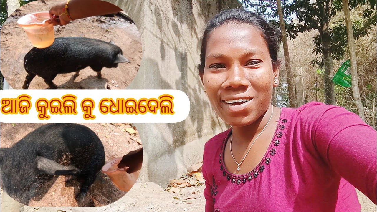 3 ମାସ ପରେ କୁଇଲି ଧୁଆଧୁଇ ହଉଛି 😁😂 36/365 @SantaliJhioSeemaVlogs 