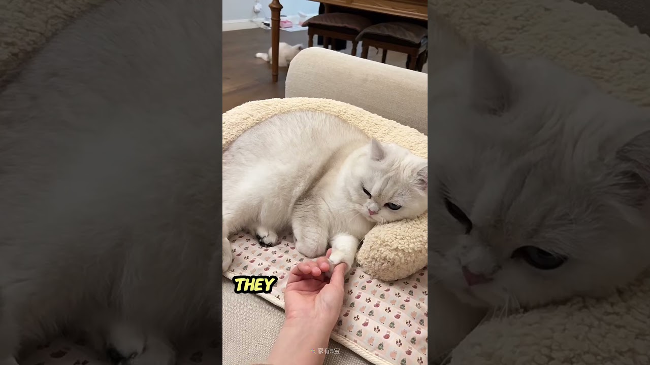 4 явных признака того, что у вашей кошки жар &mdash; не игнорируйте их!