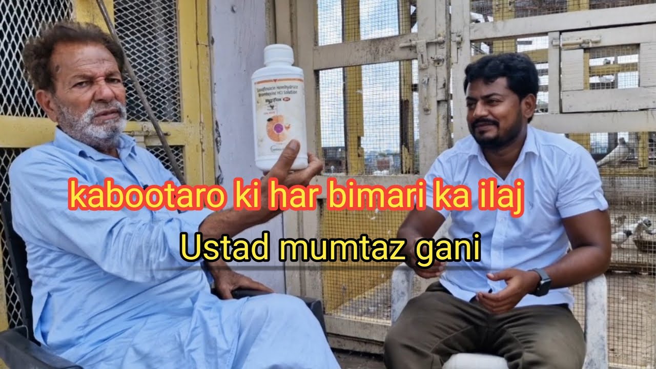 Kabootaro ki har bimari ka ilaj || ustad mumtaz gani rampur || pigeon guru
