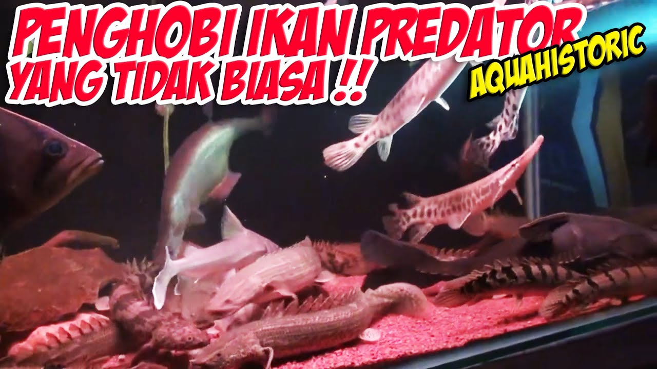 GREBEK KOLEKTOR IKAN PREDATOR YANG TIDAK BIASA !! AQUAHISTORIC
