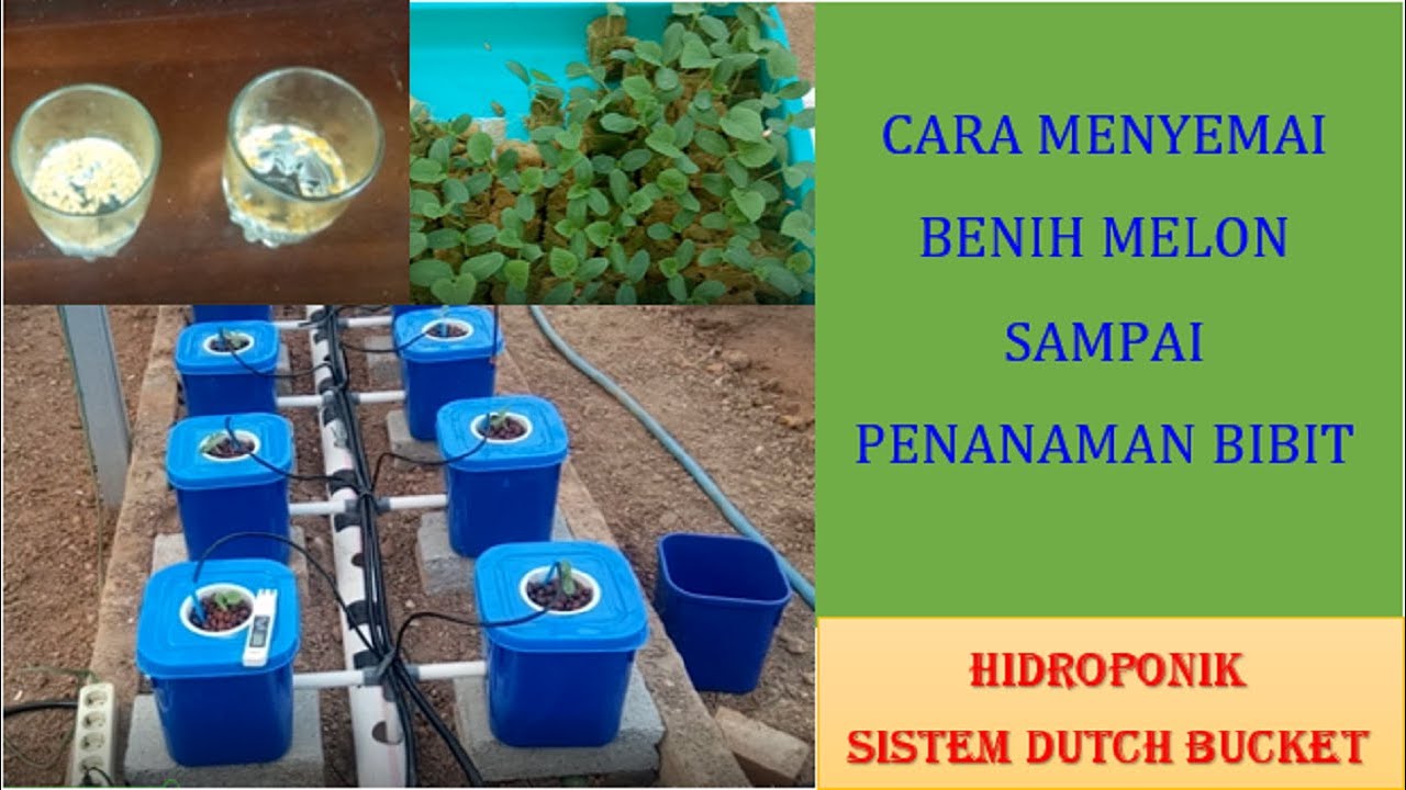 Cara Semai Melon Sampai Penanaman Bibit