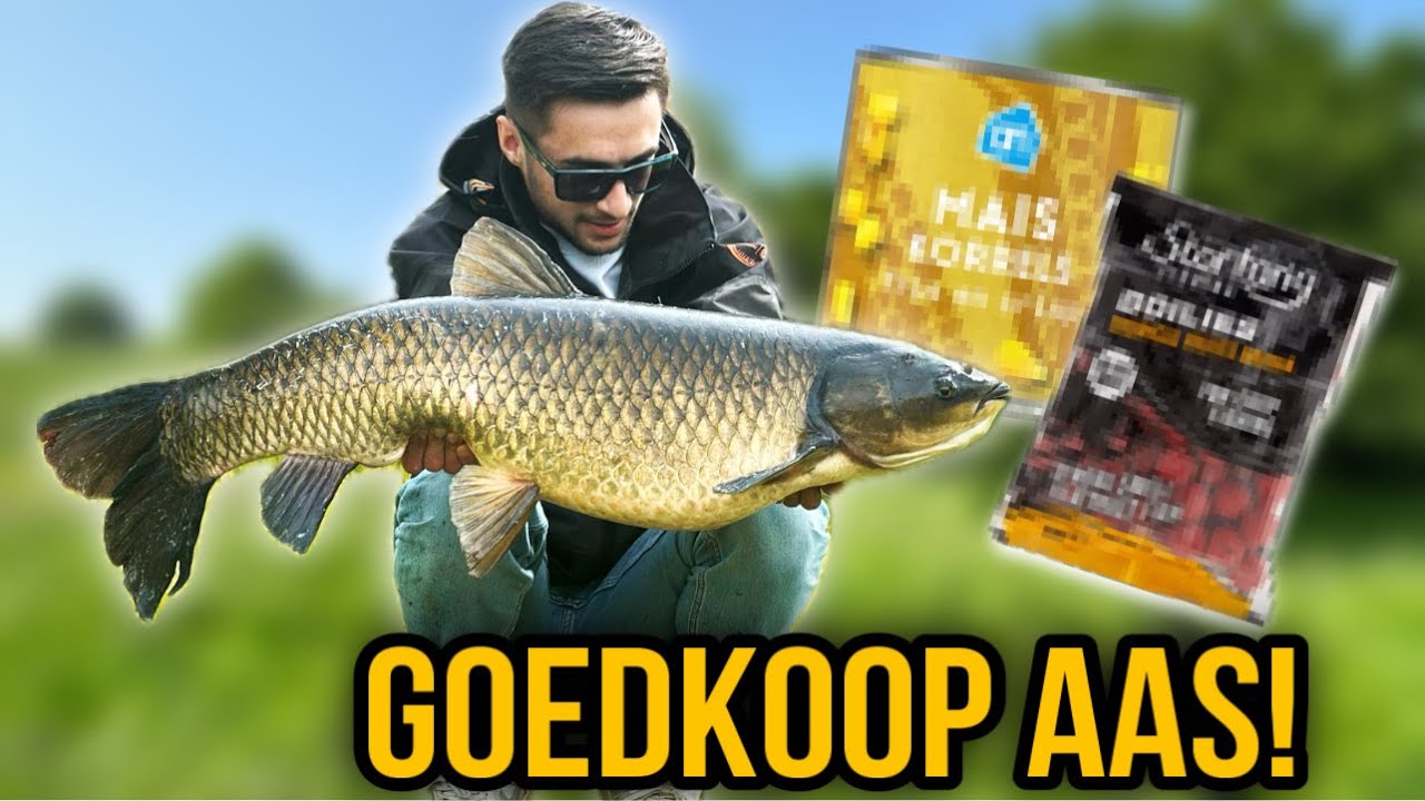 HOE VANG JIJ GROTE KARPERS MET GOEDKOOP AAS?! - Zo doe je dat!