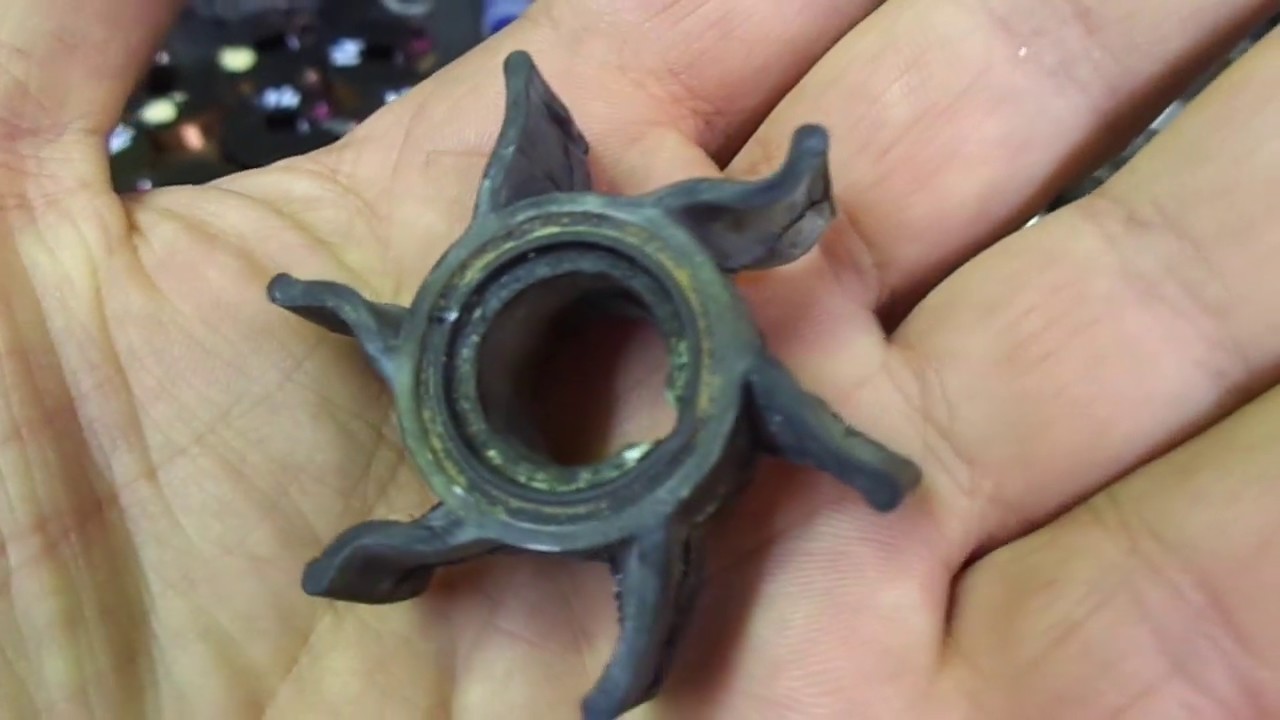 Selva Zongshen - 15. 
