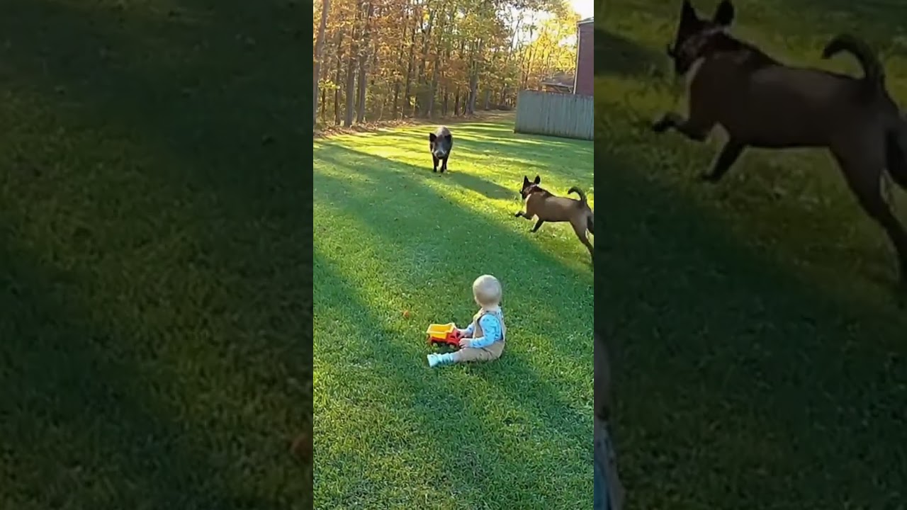 Dog saves baby from Wild Boar Attack  (Caught on Camera)