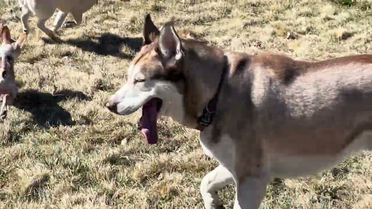 Chihuahua plays with Huskies!