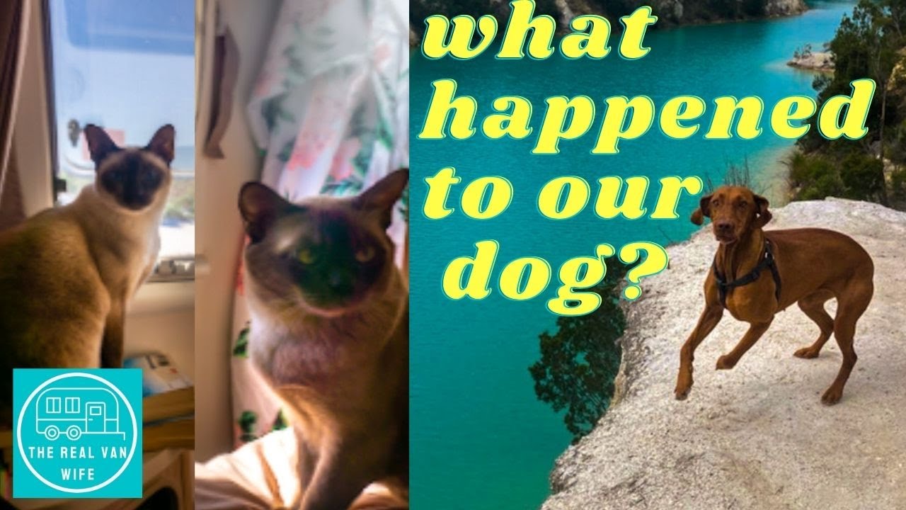 How we travel Australia with our pets..... A Dog and Two Cats. Real Van Life Australia