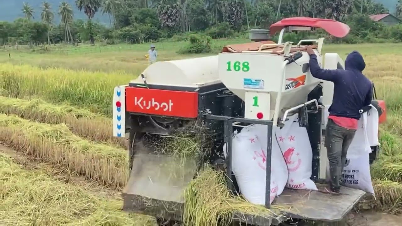 Kubota DC-105 Combine Harvester Takes the Lead in the Fields! 🌾🚜