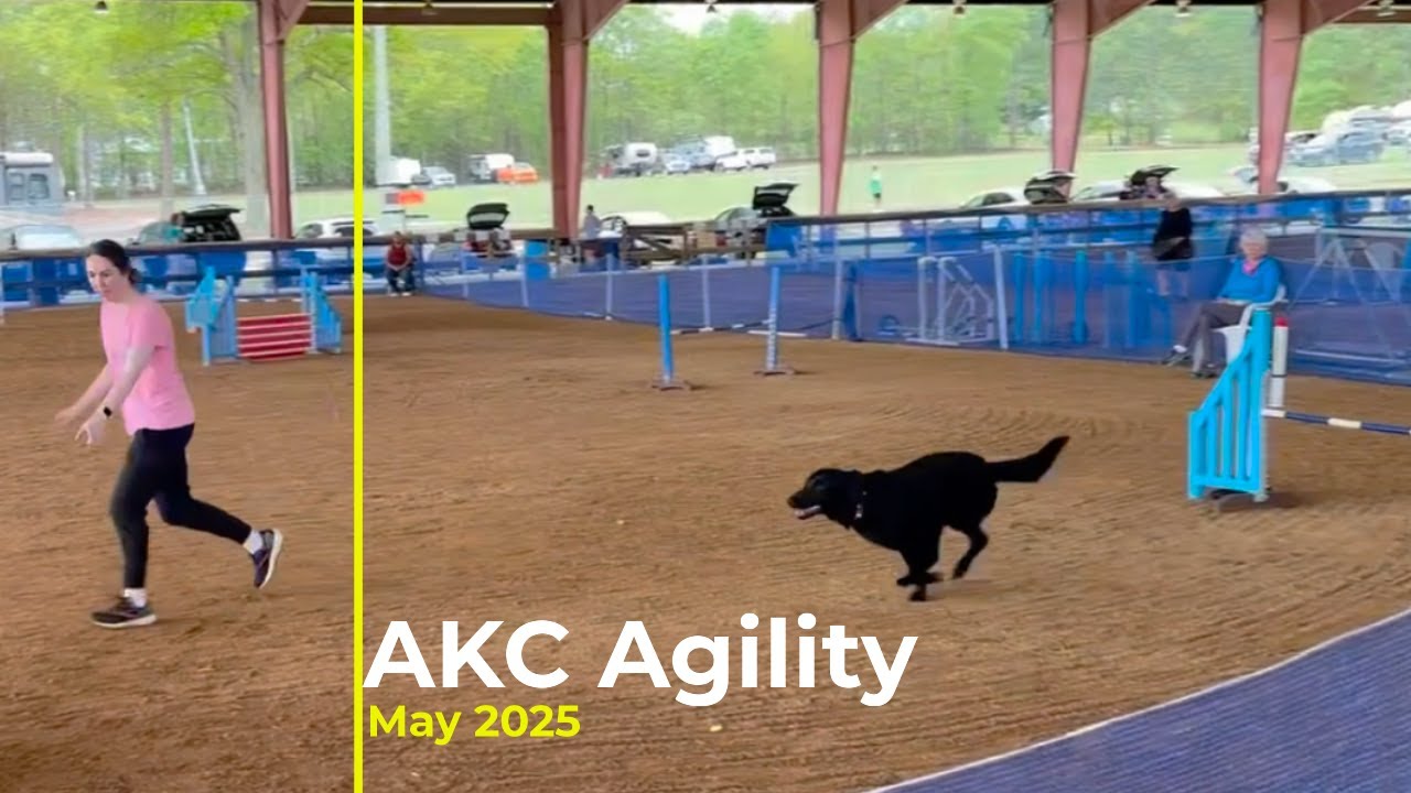 AKC Agility - Excellent Standard and Excellent JWW -  April 2025