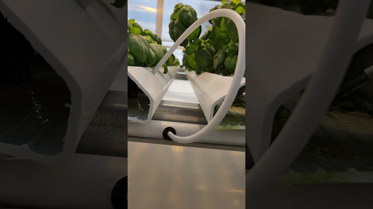 Hydroponic greenhouse plant.