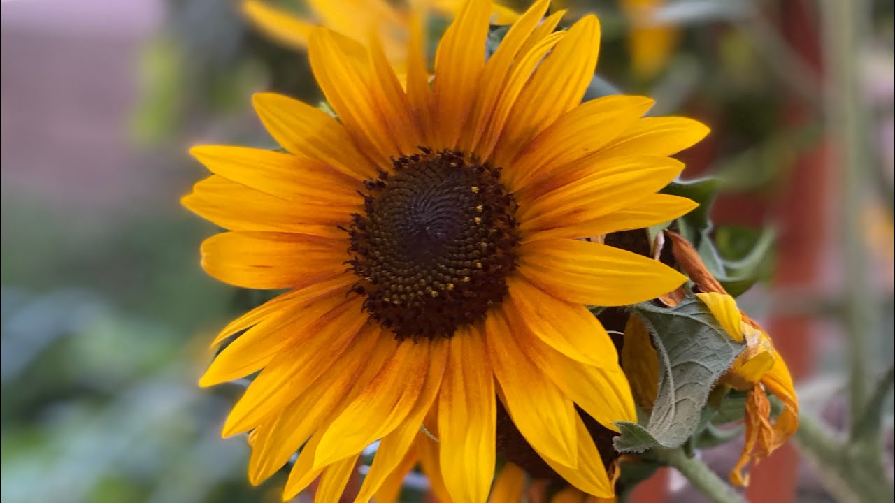 جوله في حديقتي