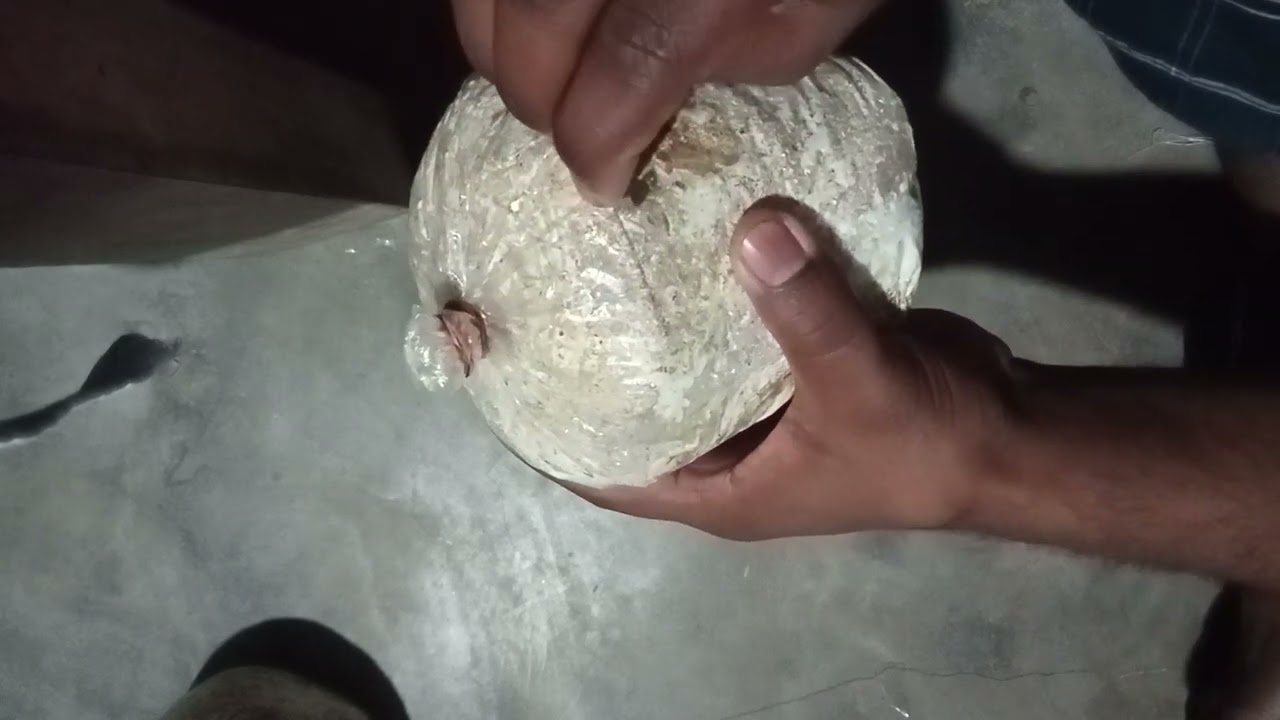 মাশরুমের প্যাকেট কাটার নিয়ম।🍄🍄