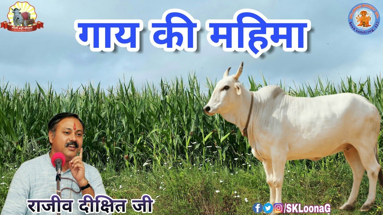 गाय की महिमा !! राजीव दीक्षित जी !!