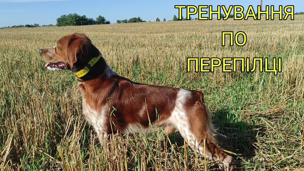 Epagneul Breton DIK | Тренування по перепілці