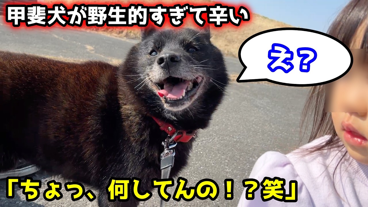 甲斐犬と土手行ったら、まさかの生物が・・・そして相談があります