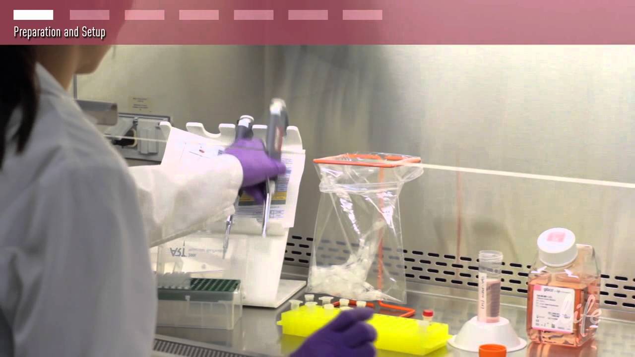 siRNA Transfection Protocol
