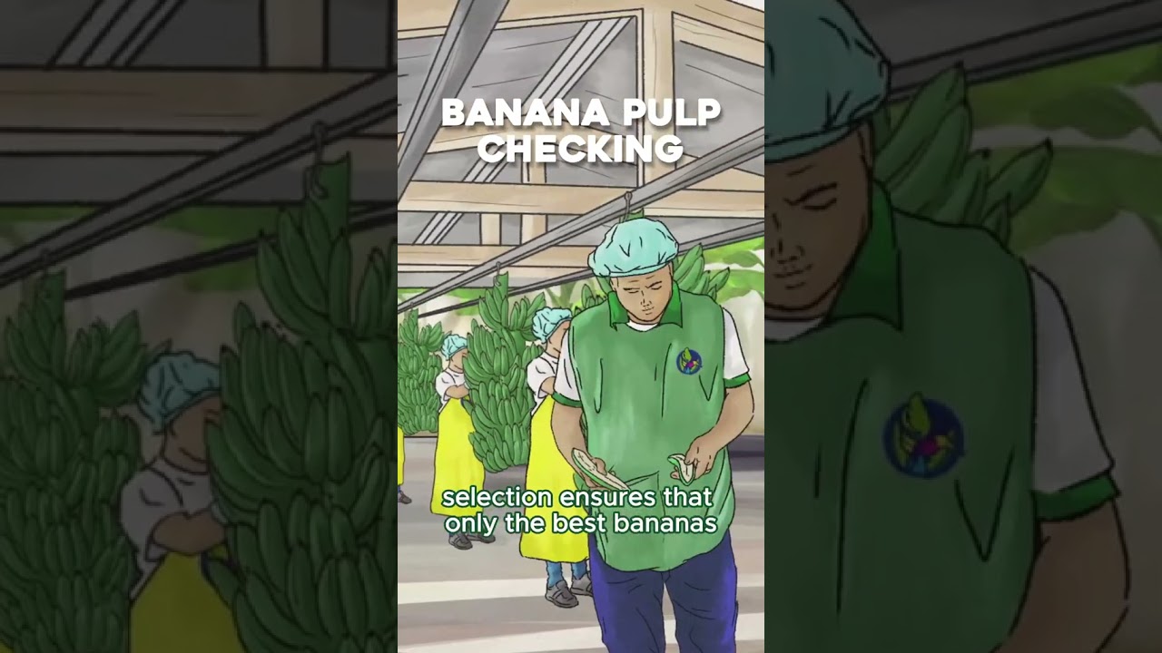 Banana Pulp Checking 🍌