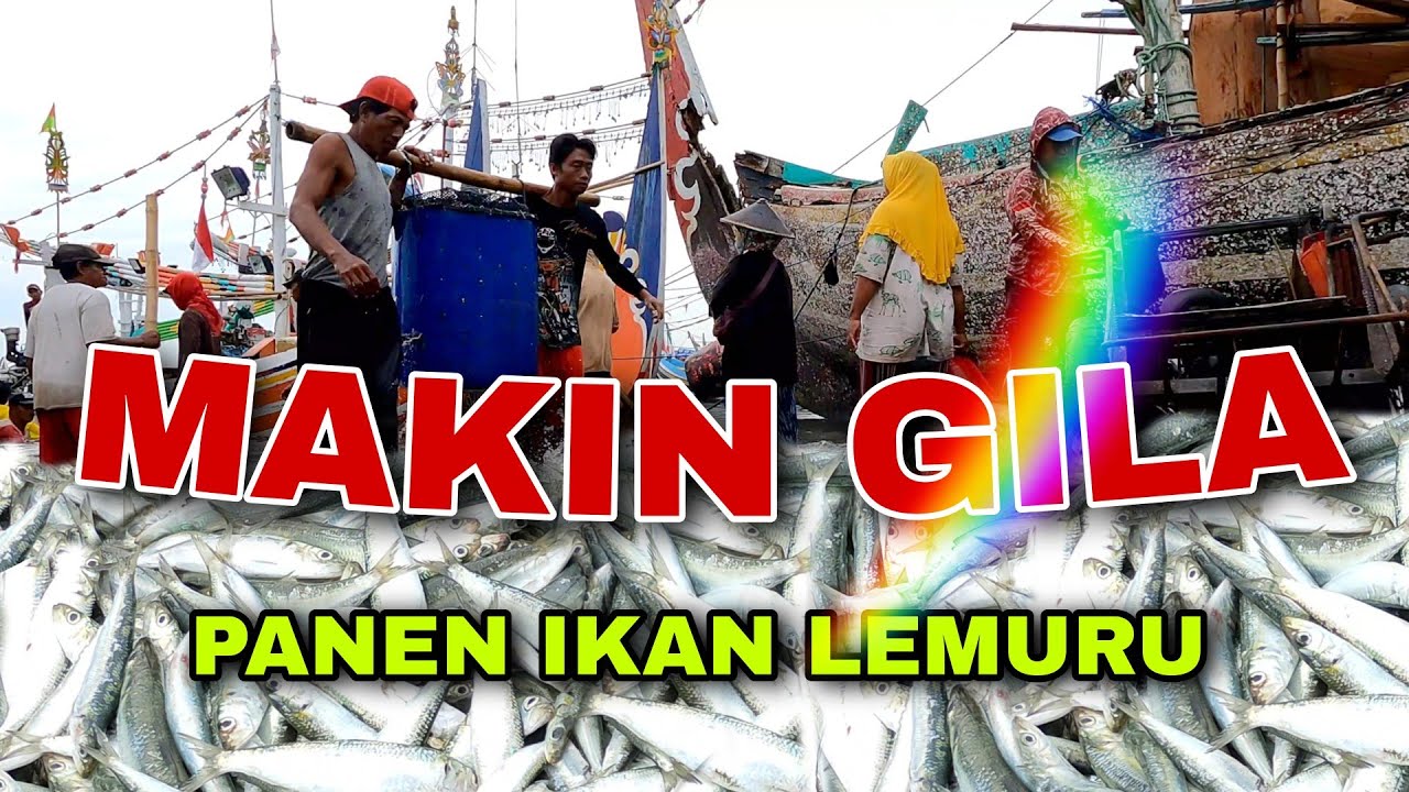 AWAS..‼️ Nelayan Muncar MAKIN GILA PANEN IKAN LEMURU | Nelayan Indonesia | Vlog Nelayan
