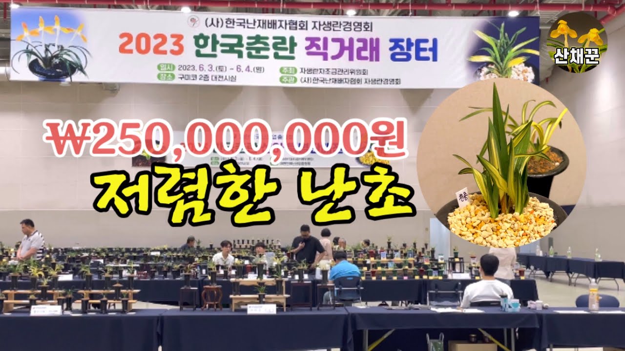 구미코 신아판매전..난초가격..와😲