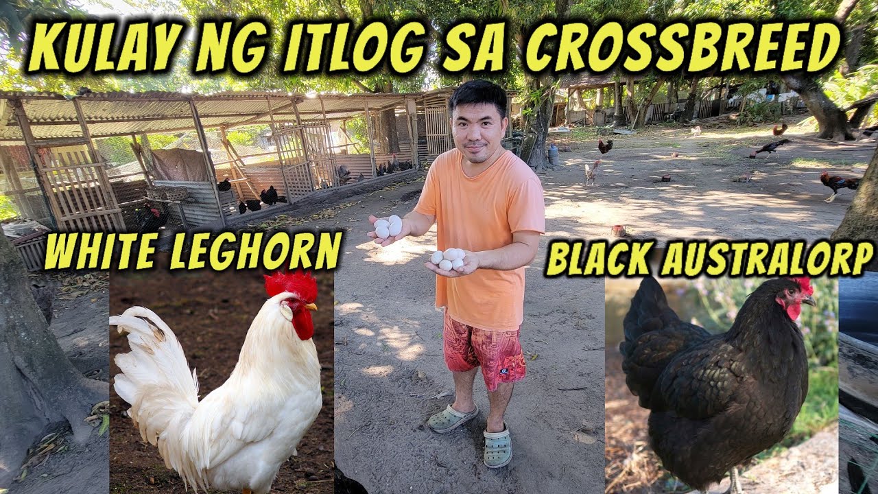 Ang kulay ng itlog sa crossbreed na White Leghorn x Black Australorp