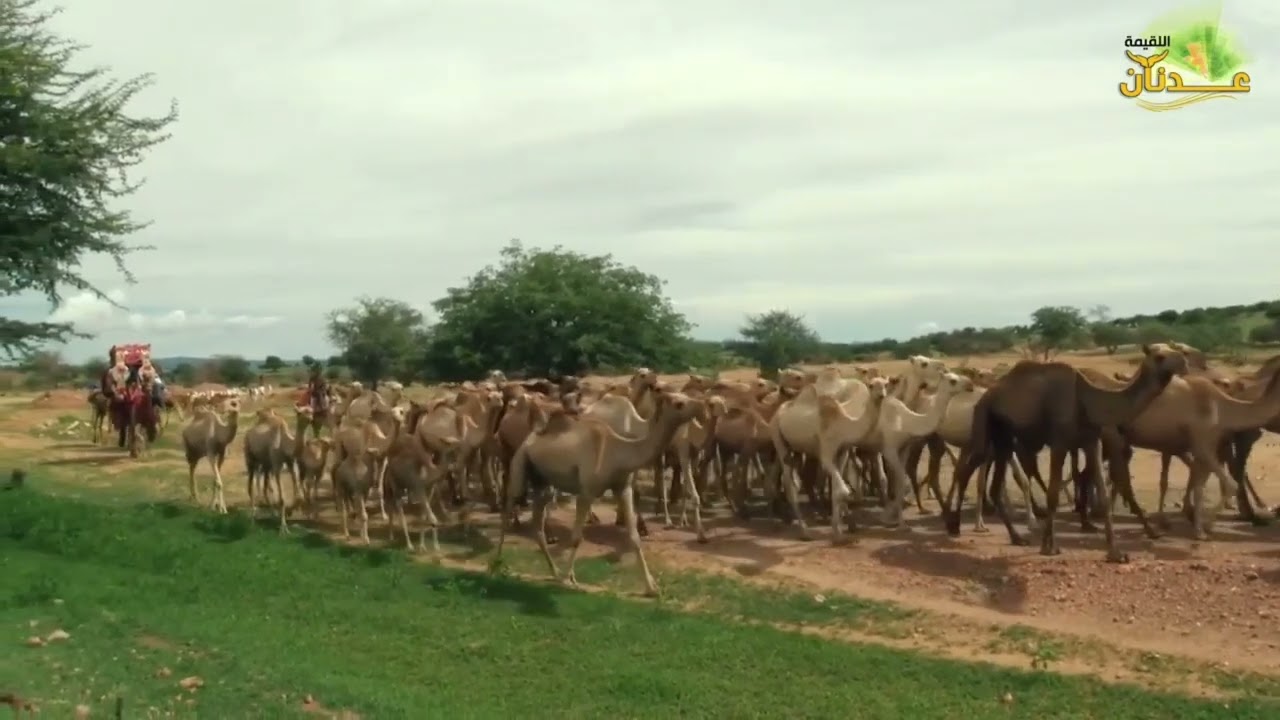 الفنان آدم الطيب | أبناء السهول والوديان