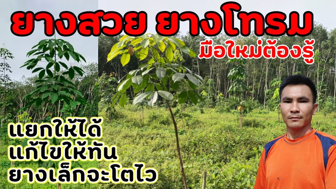 ยางสวย ยางโทรม มือใหม่ต้องเข้าใจดูให้เป็น