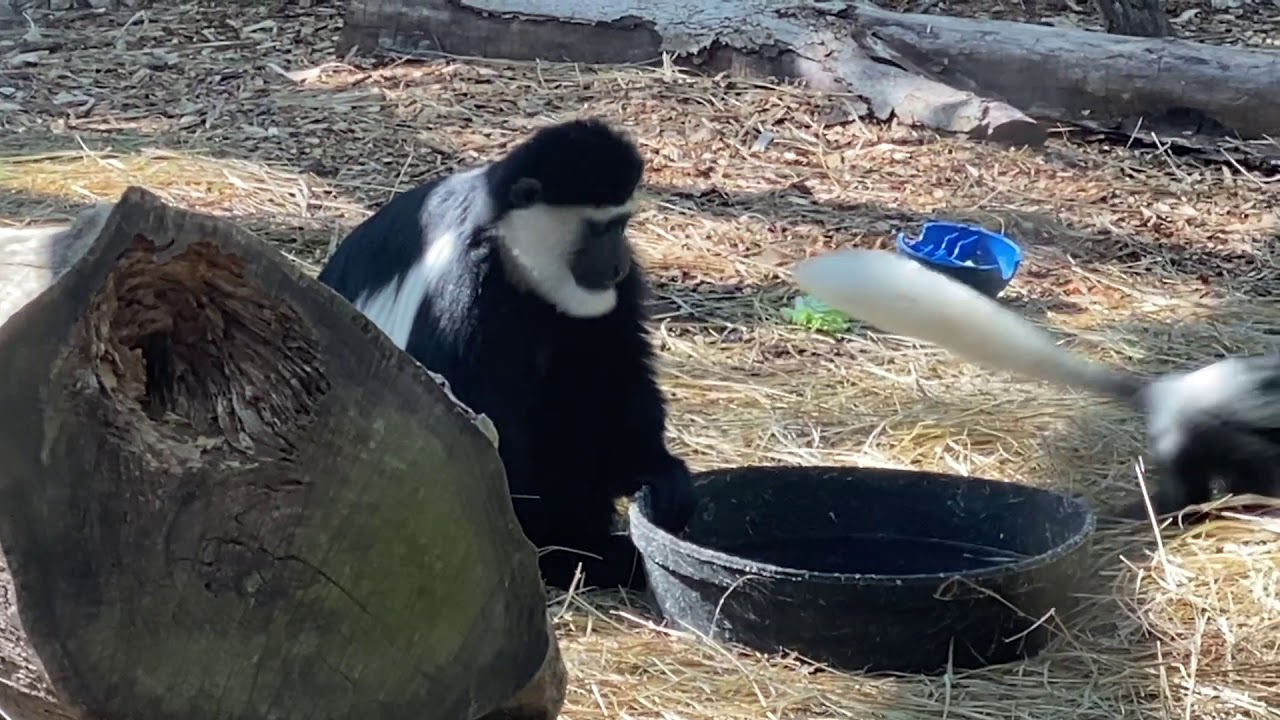 Keeper Corner: Baby Colobus