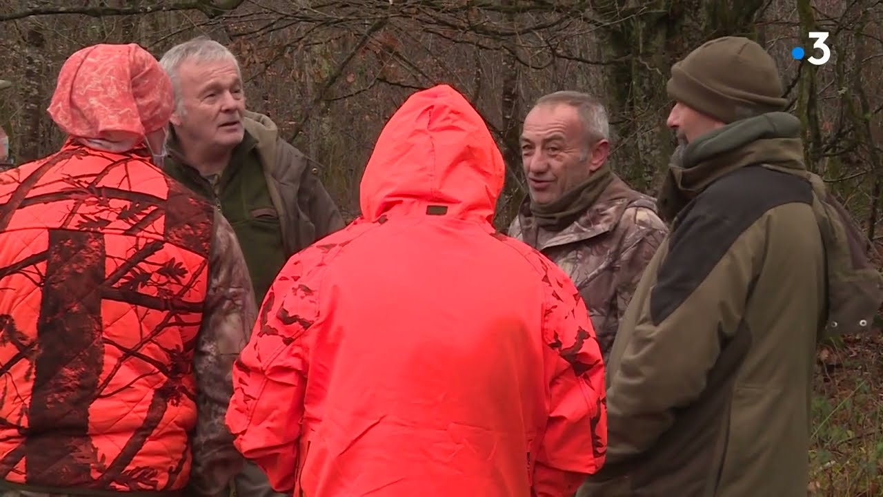 Les cerfs de la forêt de Chaux (Jura) au cœur d'une opposition entre l'ONF et ses défenseurs