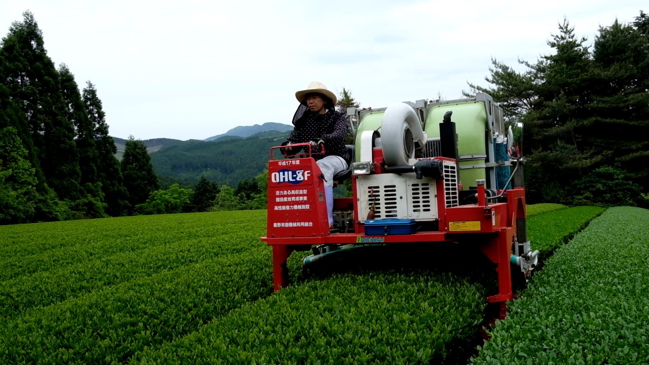 Yame Green Tea Harvest - Leaves Picking