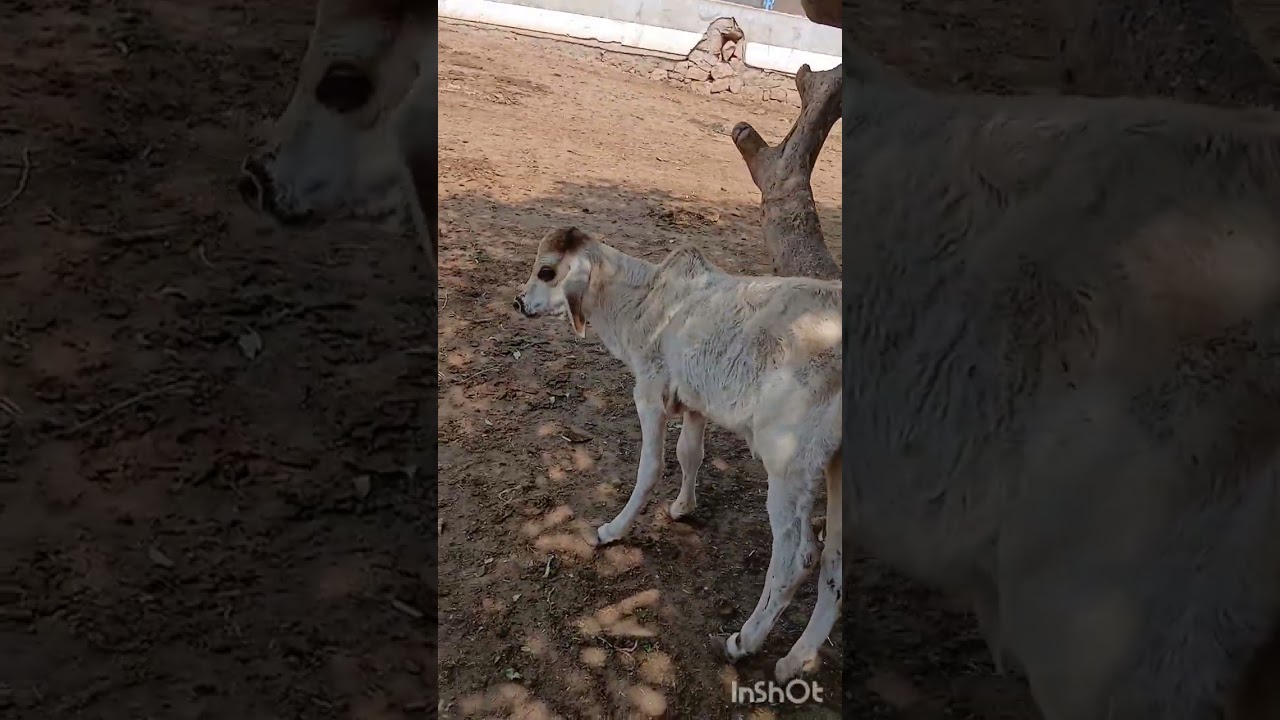 #my_vlog #way_to_Zinzuvada #Vachhraj_temple_jinjuvada #the_little_run_of_kutch #subscribe #like