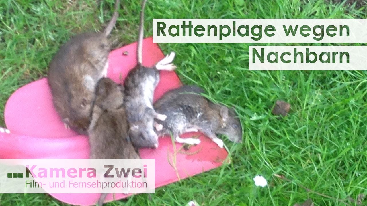 Rattenplage: Nachbar betreibt illegale Müllkippe | Kamera Zwei