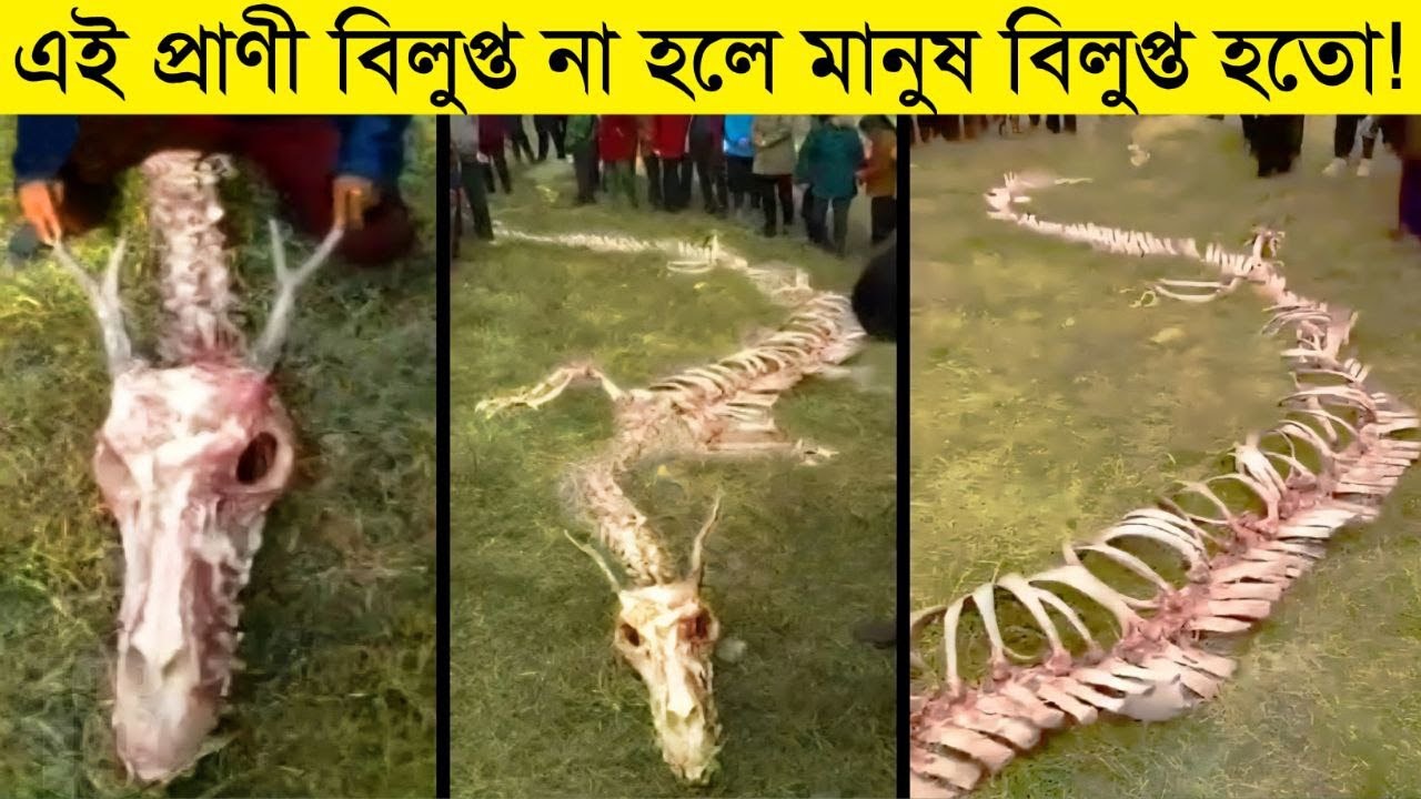 পৃথিবীর যে প্রাণীগুলো বিলুপ্ত না হলে মানুষের বাঁচতো না | Terrifying animals that are extinct