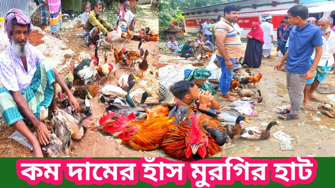 বরংগাইল সাপ্তাহিক হাঁস মুরগির হাট। @Manikganjprotidin