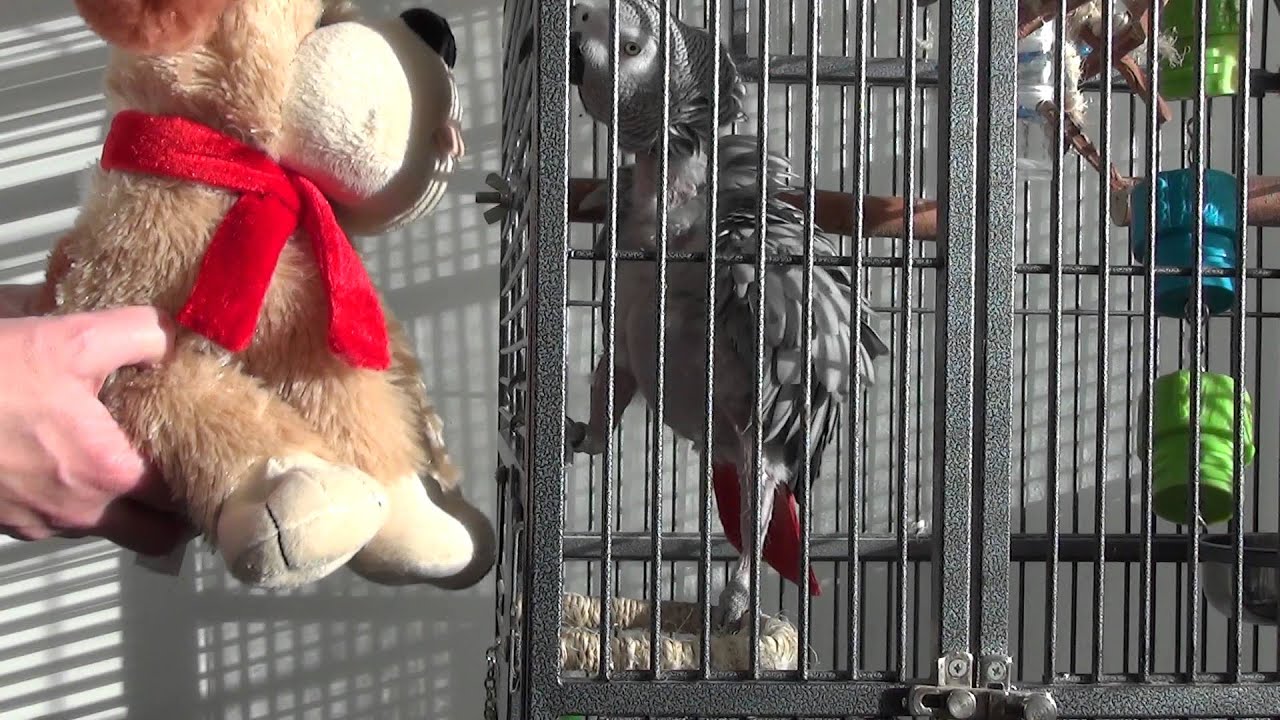 Patty swings with singing Cristmas Dog