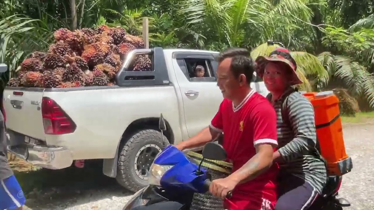 Program 10 Oktober 2025 - Bejual Sawit enggau bebeli rengka kena ngaga pagar babi.