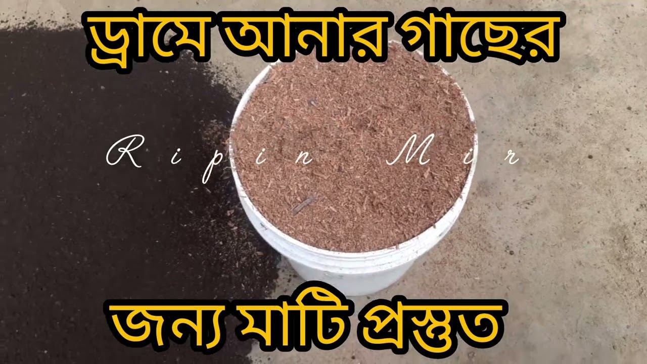 ছাদ বাগানে আনার গাছের জন্য মাটি প্রস্তত ৷৷ এভাবে মাটি তৈরি করলে শতভাগ সভলতা পাবেন ৷৷