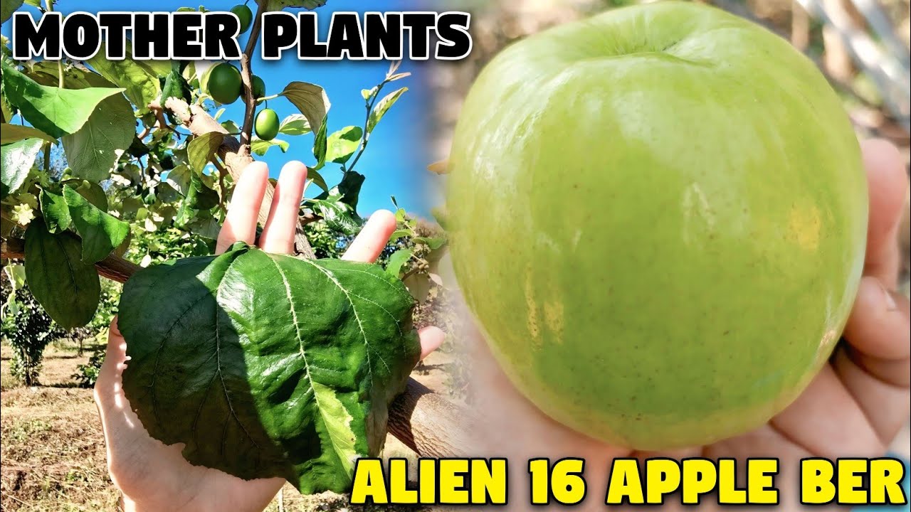 Alien 16 Apple Ber Plant | हाई डिमांड फ्रूट फार्मिंग | 4K HD 8609356481
